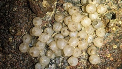 Rossia pacifica