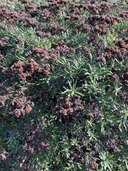 Eriogonum arborescens