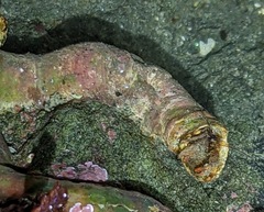 Discorsopagurus schmitti