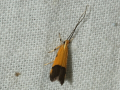 Crocanthes micradelpha