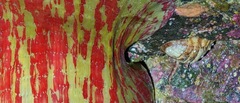 Tripoplax trifida