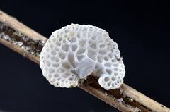 Favolaschia