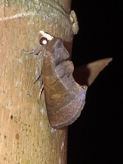 Gonodonta