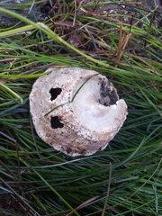 Megastraea undosa