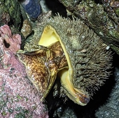 Fusitriton oregonensis