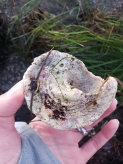 Megastraea undosa