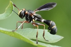 Physocephala sagittaria