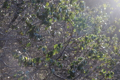 Prunus ilicifolia ilicifolia