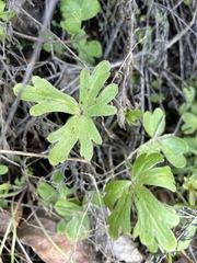 Delphinium patens