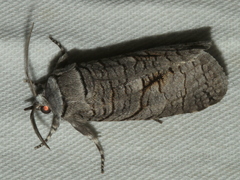 Culama anthracica