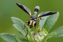 Physocephala sagittaria
