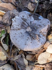 Tricholoma griseoviolaceum