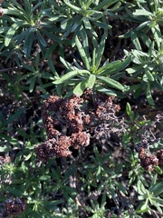 Eriogonum arborescens