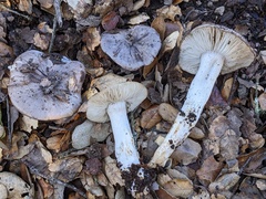 Tricholoma griseoviolaceum
