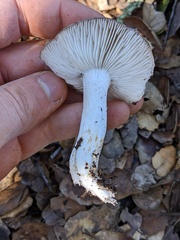 Tricholoma griseoviolaceum
