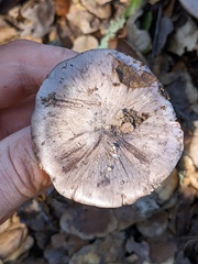 Tricholoma griseoviolaceum