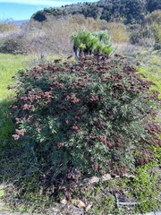 Eriogonum arborescens