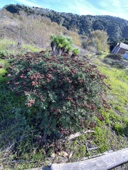 Eriogonum arborescens