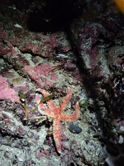 Orthasterias koehleri