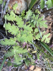 Phacelia ramosissima
