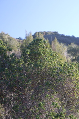 Prunus ilicifolia ilicifolia