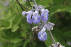 Salvia fruticulosa