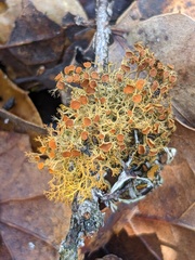Teloschistes flavicans
