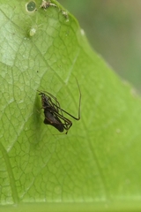 Rhomphaea
