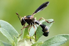 Physocephala sagittaria