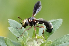 Physocephala sagittaria