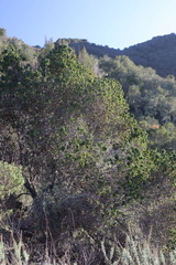 Prunus ilicifolia ilicifolia