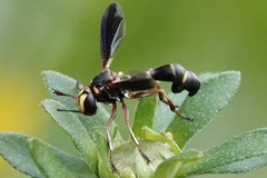 Physocephala sagittaria