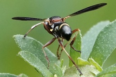 Physocephala sagittaria