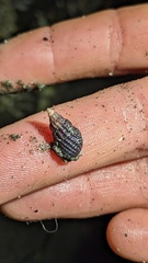 Nassarius mendicus