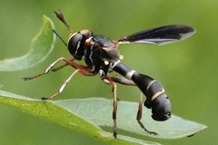 Physocephala sagittaria