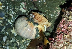 Cryptonatica aleutica