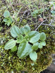 Micranthes californica