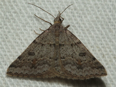 Dichromodes mesogonia