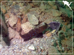 Cryptocentrus fasciatus