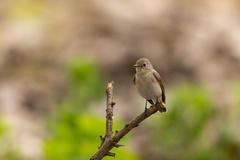 Ficedula