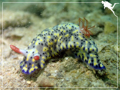 Hypselodoris infucata
