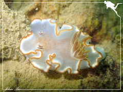 Glossodoris rufomarginata