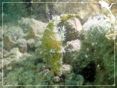 Acreichthys tomentosus