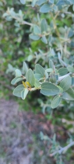 Ceanothus leucodermis
