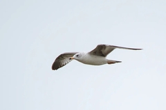 Larus delawarensis
