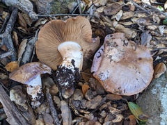 Cortinarius lilacinocolossus