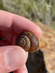 Helminthoglypta sanctaecrucis