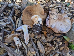 Cortinarius lilacinocolossus