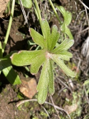 Delphinium patens