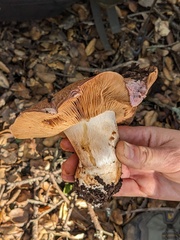 Cortinarius lilacinocolossus